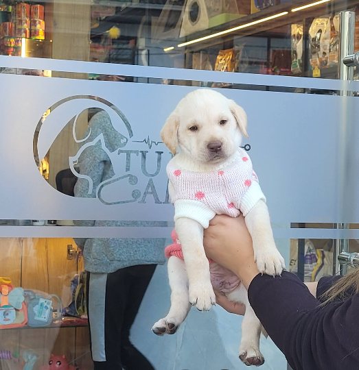 Un cachorro labrador cargado frente a la vitrina de la clínica