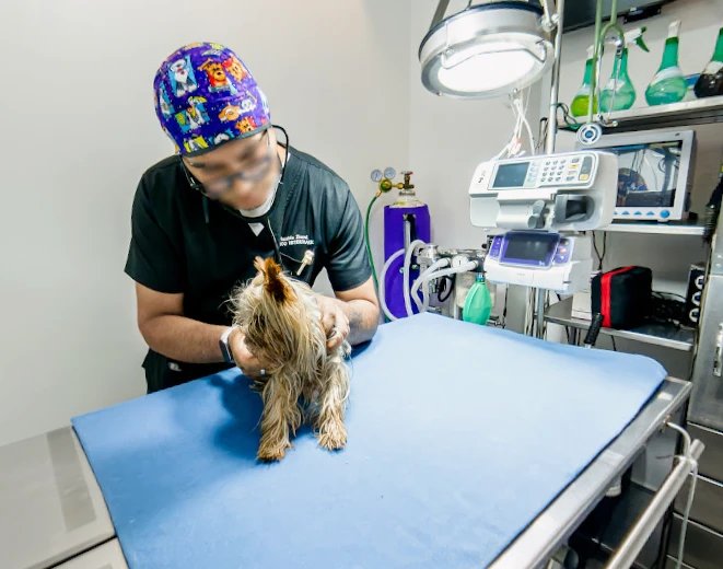 Veterinario operando a un yorkshire en la mesa de quirófano
