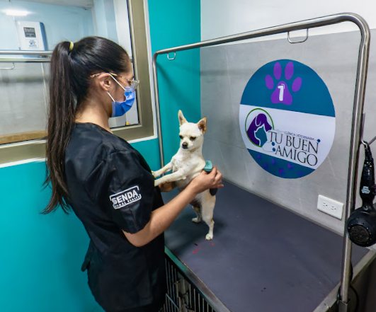 Una peluquera cepillando a un chihuahua sobre la mesa de baño